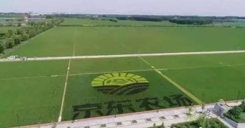 京東的這些“網紅”農業項目,你都知道嗎?